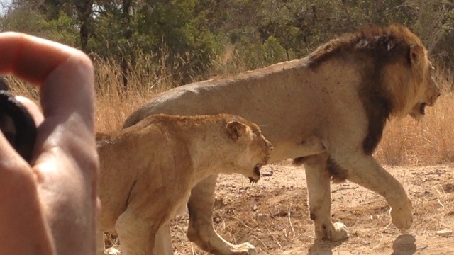Kruger Park